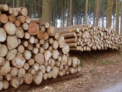 Holzvermarktung (HVO Starkenburg)